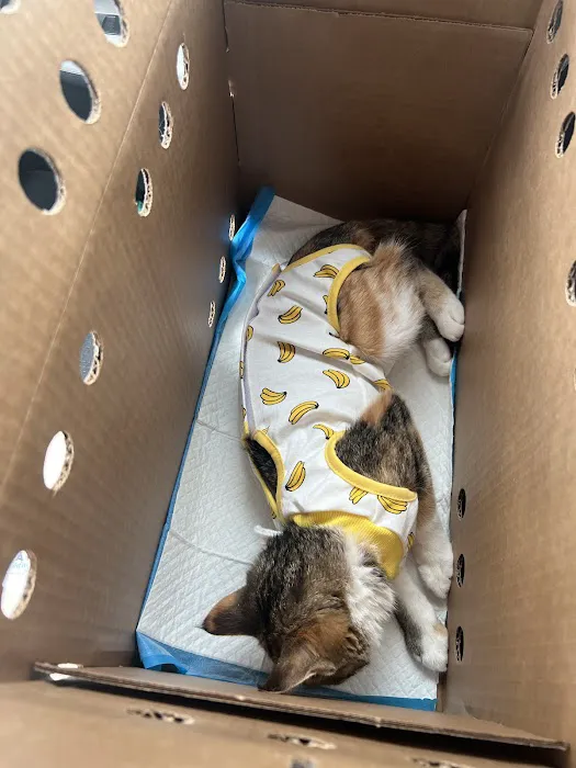 Spay Today, Inc. Picture 3