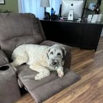 Tenth Street Animal Hospital