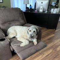 Tenth Street Animal Hospital ico
