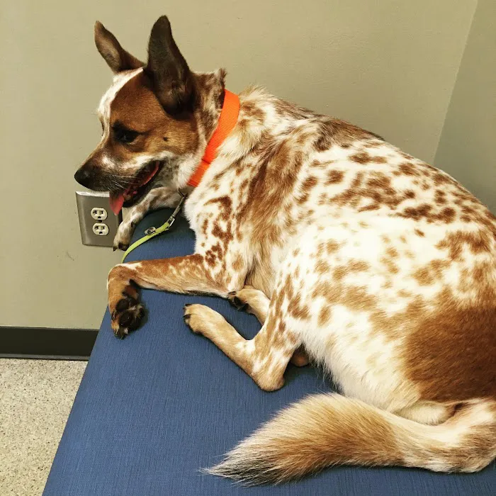 Tenth Street Animal Hospital Picture 6