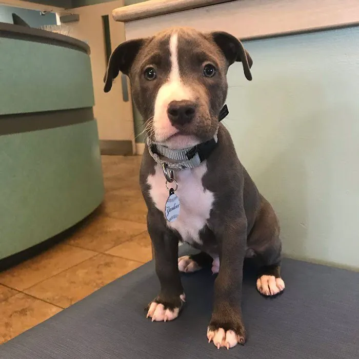 Tenth Street Animal Hospital Picture 7