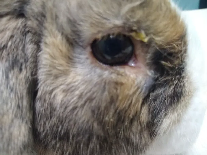 Newport News Animal Hospital Picture 8