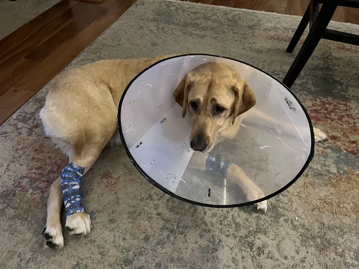 Newport News Animal Hospital Picture 3