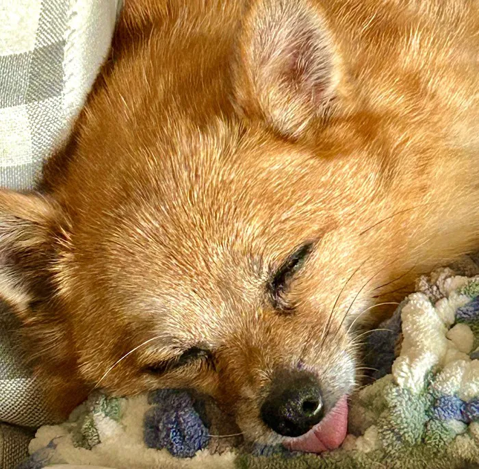 Hilton Animal Hospital Picture 10
