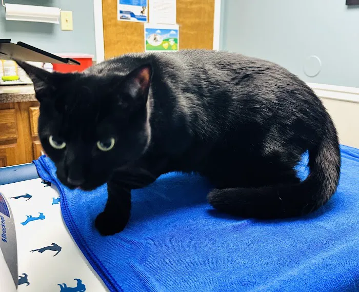 VCA Todds Lane Animal Hospital Picture 4