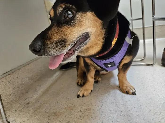 VCA Todds Lane Animal Hospital Picture 2