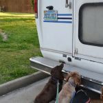 Creature Comfort Mobile Vet