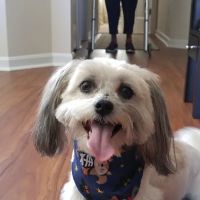 Lewis Animal Hospital - Ridge ico