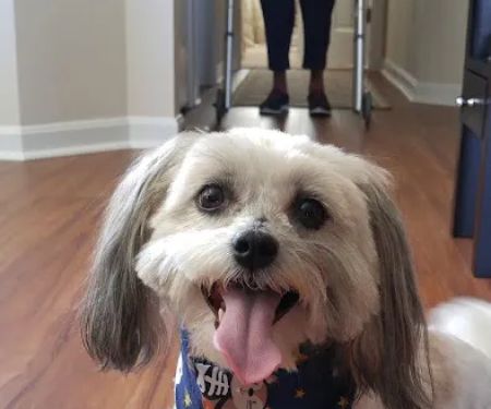 Lewis Animal Hospital - Ridge