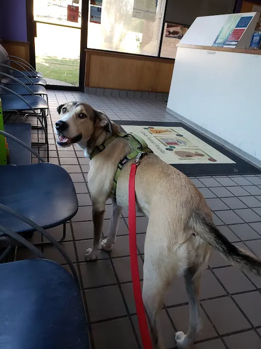 Lewis Animal Hospital - Ridge Picture 3