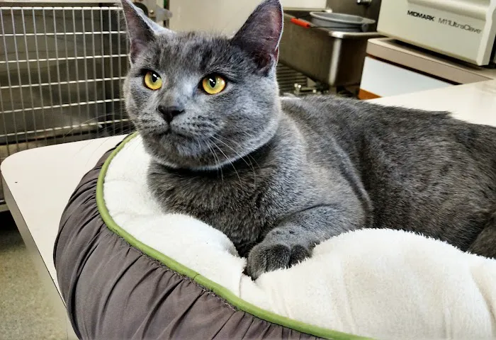Evendale-Blue Ash Pet Hospital Picture 4