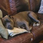 susan hodge, dvm, dacvs-sa | small animal surgery