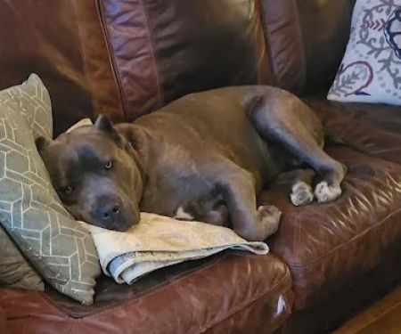 susan hodge, dvm, dacvs-sa | small animal surgery