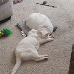 Greater Cincinnati Veterinary Specialists and Emergency Services