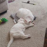 Greater Cincinnati Veterinary Specialists and Emergency Services ico