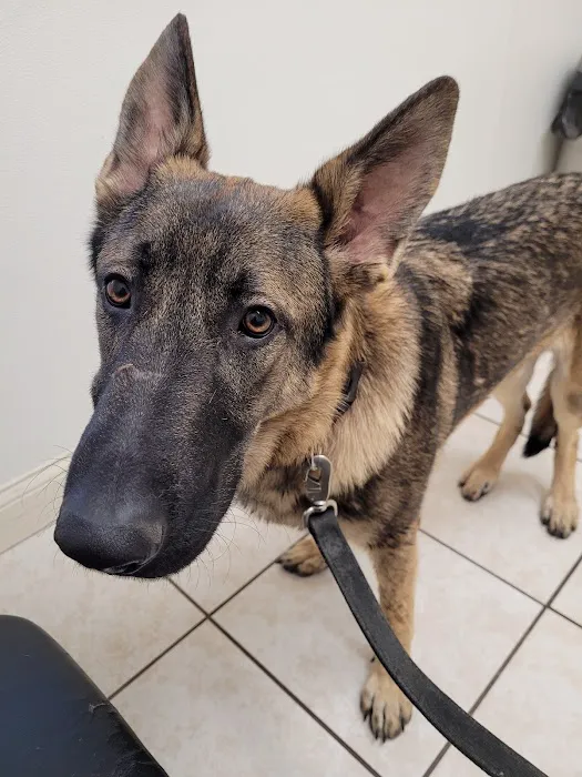 Greater Cincinnati Veterinary Specialists and Emergency Services Picture 5