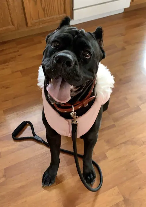 Greater Cincinnati Veterinary Specialists and Emergency Services Picture 7