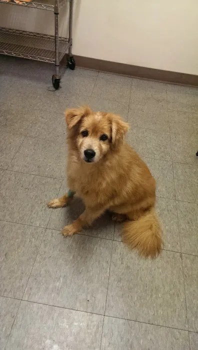 Greater Cincinnati Veterinary Specialists and Emergency Services Picture 8