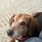 Bach Veterinary Clinic