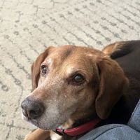Bach Veterinary Clinic ico