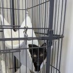 Veterinary Medical Center of Independence