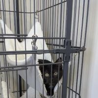 Veterinary Medical Center of Independence ico