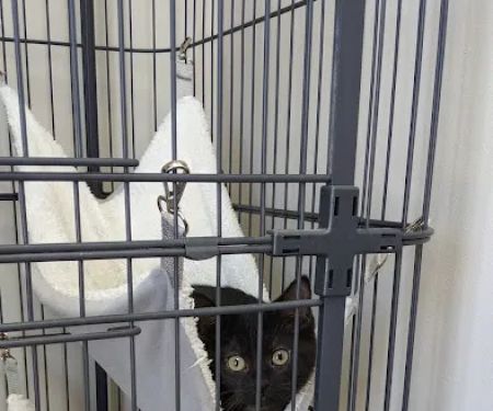 Veterinary Medical Center of Independence