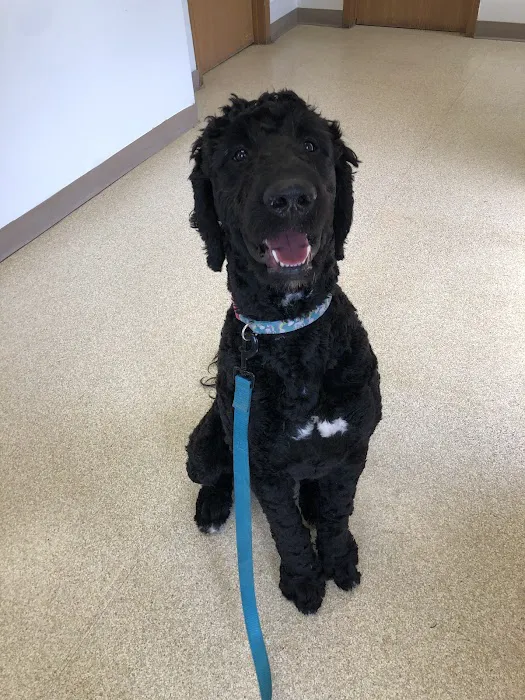 Veterinary Medical Center of Independence Picture 10