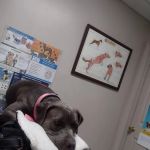 Paris Veterinary Clinic, PLC