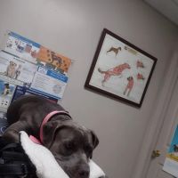 Paris Veterinary Clinic, PLC ico