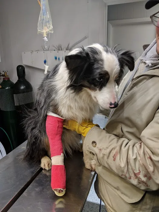 Harrison Veterinary Clinic Picture 6