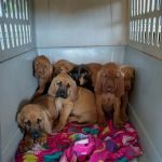 Licking Valley Veterinary Services