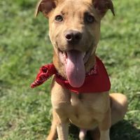 Countryside Animal Hospital ico