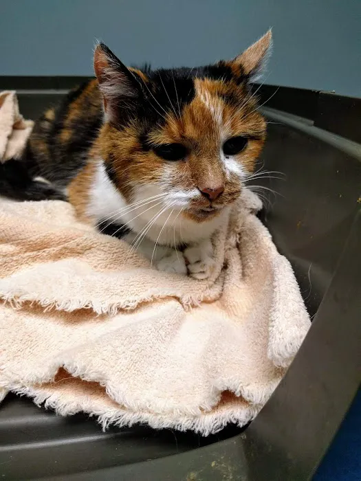 Countryside Animal Hospital Picture 2