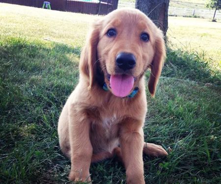 Montgomery Veterinary Clinic: Dr. John MacDonald