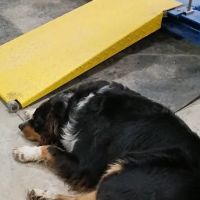 Mt Sterling Veterinary Hospital ico