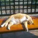 Alexandria Pike Animal Hospital PSC