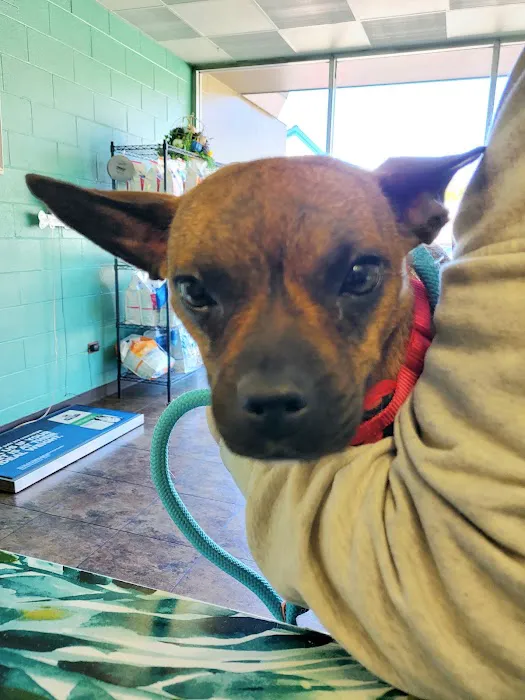 Alexandria Pike Animal Hospital PSC Picture 4