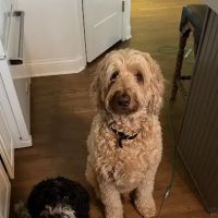 West Chester Veterinary Care (WCVC) ico