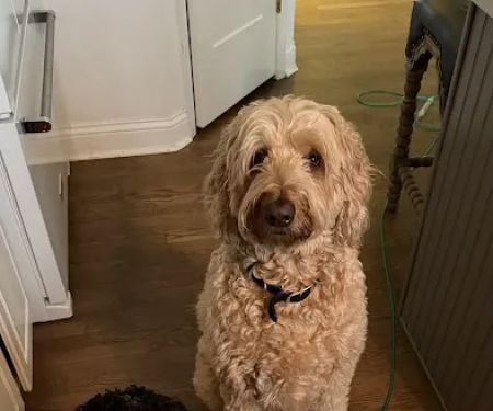 West Chester Veterinary Care (WCVC)