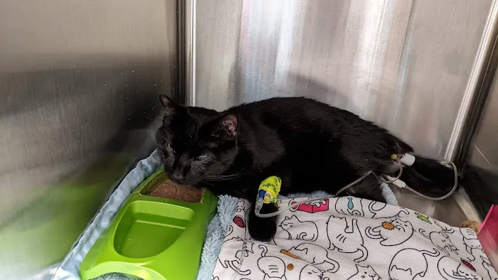 West Chester Veterinary Care (WCVC) Picture 8