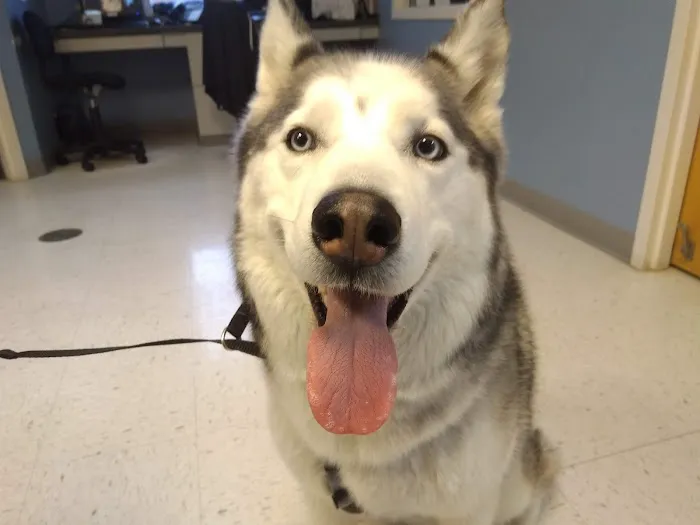 West Chester Veterinary Care (WCVC) Picture 10