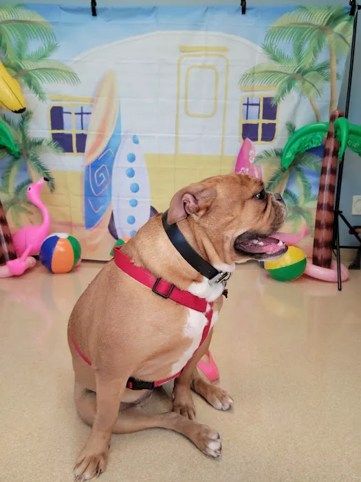 VCA Lakota Hills Animal Hospital Picture 7
