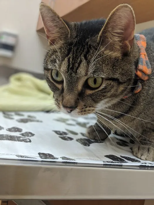 VCA Lakota Hills Animal Hospital Picture 3
