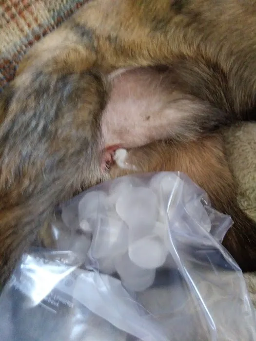Community Veterinary Clinic Picture 7