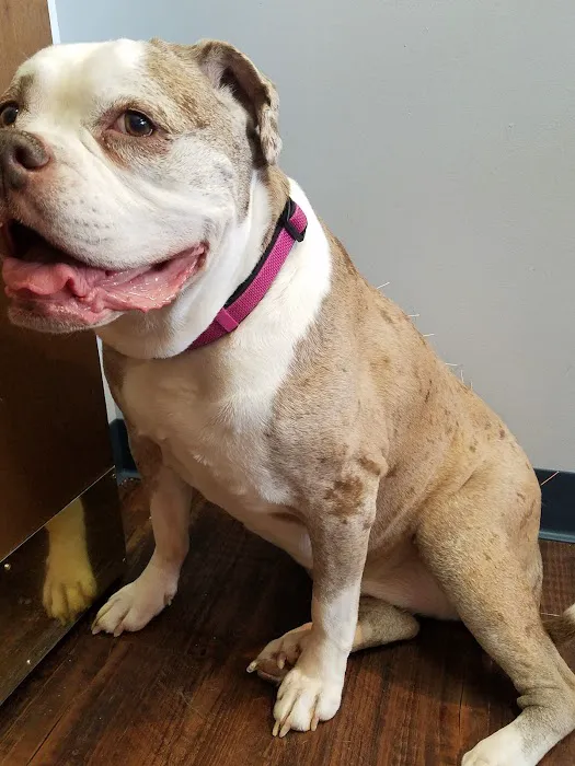 Dr. Jo's Pet Wellness and Acupuncture Picture 1