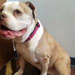 Dr. Jo's Pet Wellness and Acupuncture