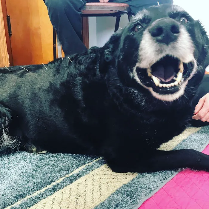 Dr. Jo's Pet Wellness and Acupuncture Picture 6
