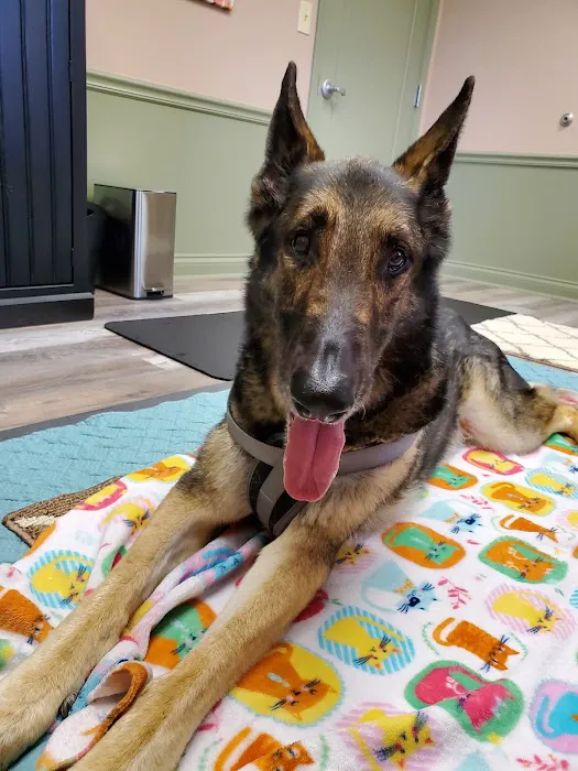 Dr. Jo's Pet Wellness and Acupuncture Picture 8