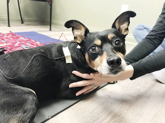 Dr. Jo's Pet Wellness and Acupuncture Picture 5